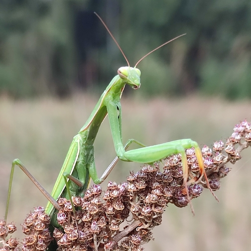 European Mantis