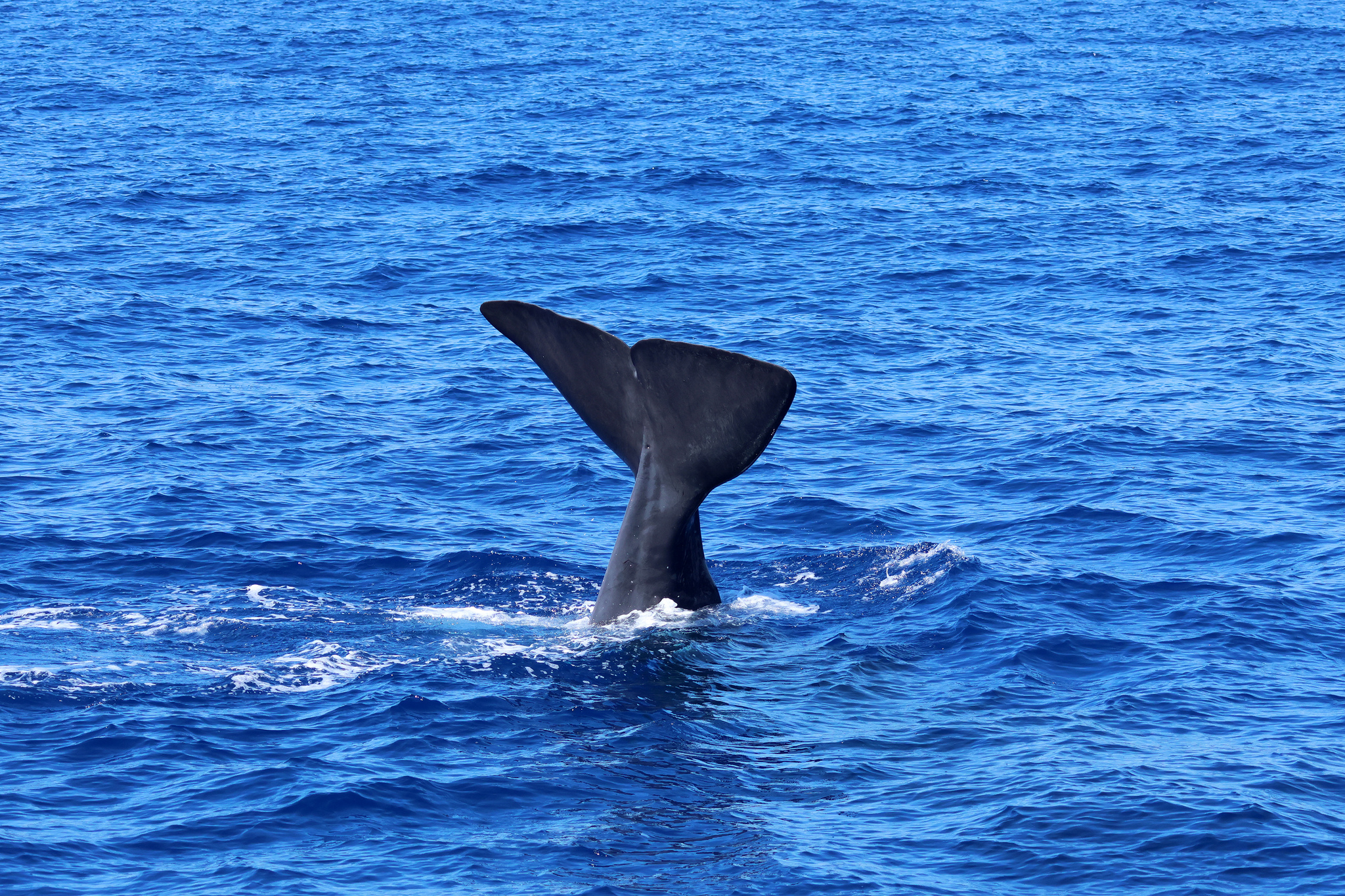 Physeter macrocephalus