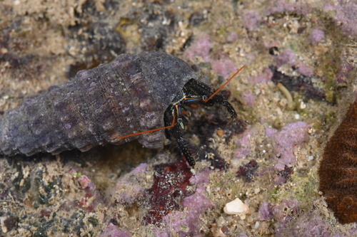 Clibanarius merguiensis