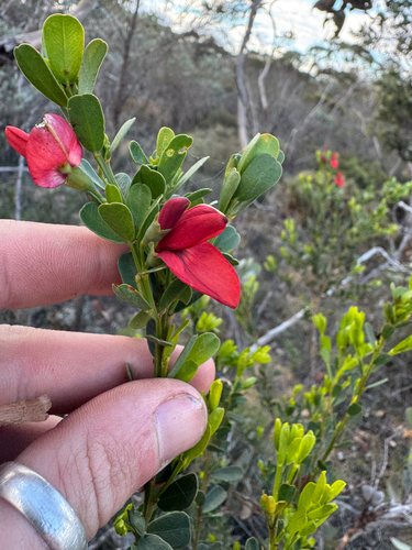 Templetonia retusa, photograph 2