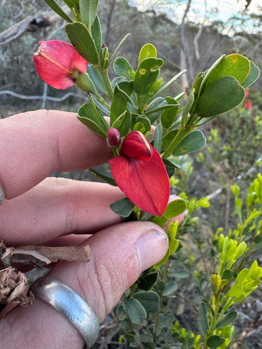 Templetonia retusa, photograph 1