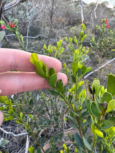 Templetonia retusa, photograph 3