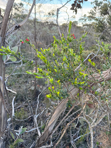 Templetonia retusa, photograph 4