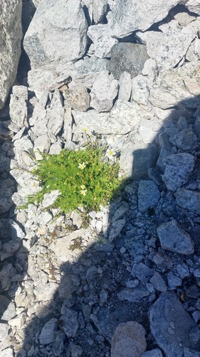 Saxifraga bryoides, photograph 2