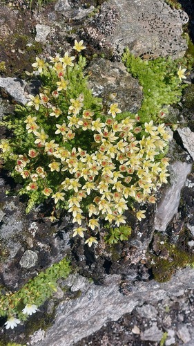 Saxifraga bryoides, photograph 1