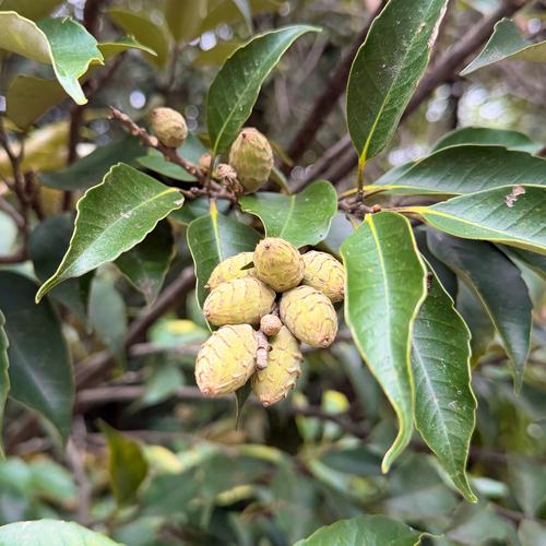 Castanopsis sieboldii