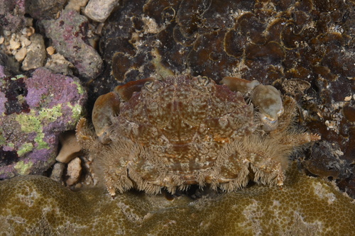 Etisus anaglyptus