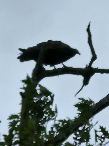 Turkey Vulture