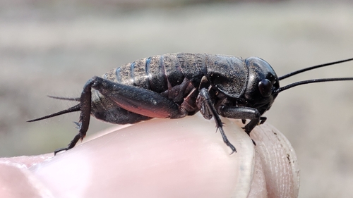 European Field Cricket