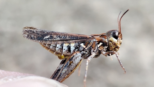 Mottled Grasshopper