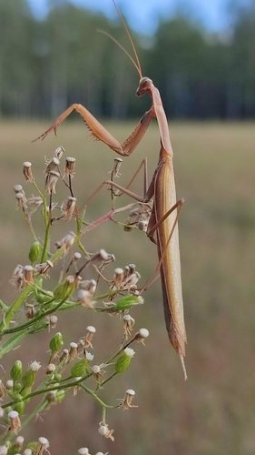European Mantis