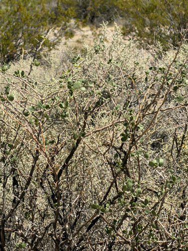 Lycium cooperi