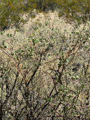 Lycium cooperi