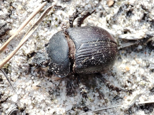 Minotaur Beetle