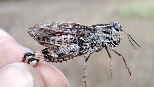 Italian locust
