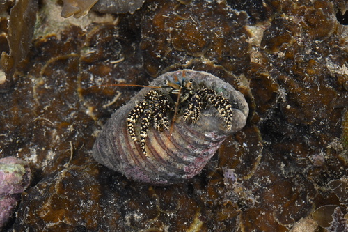 Gold-spotted Hermit Crab