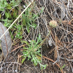 Antennaria marginata
