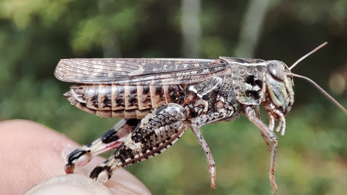 Italian locust