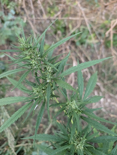 Cannabis