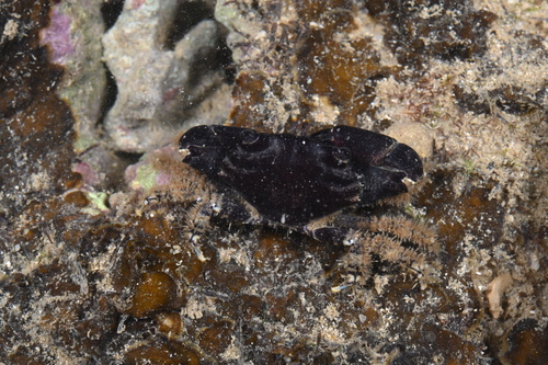 Chlorodiella nigra