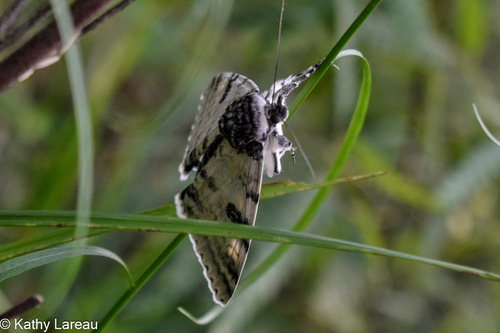 White Underwing