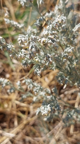 Austrian Mugwort