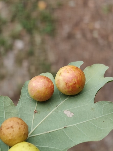 Cherry Gall Wasp