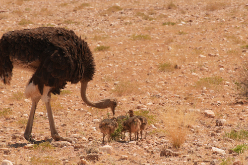Southern Ostrich