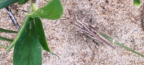 Oedaleus abruptus