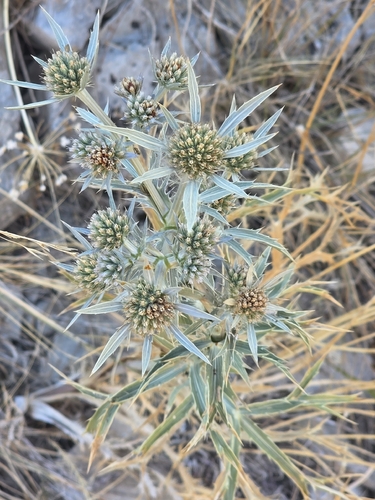 Italian Eryngo