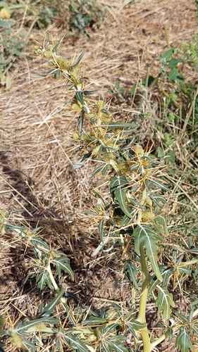 spiny cocklebur