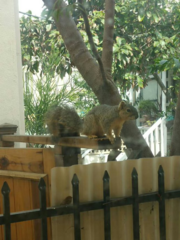 Sciurus niger