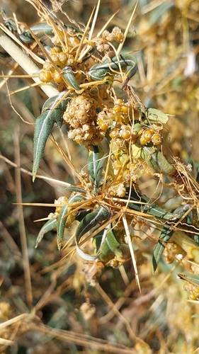 Field Dodder