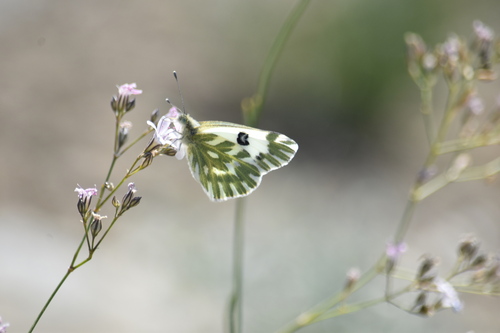Lesser Bath White