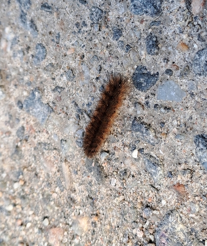Ruby Tiger Moth