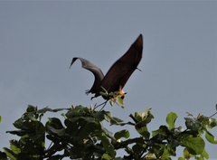 Pteropus seychellensis comorensis