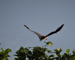 Pteropus seychellensis comorensis
