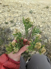 Comandra umbellata pallida