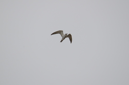 iNaturalist: (c) jukree, some rights reserved (CC BY-NC) iNaturalist image
