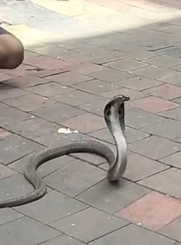 Indian Cobra