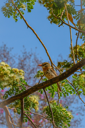 Spot-backed Puffbird