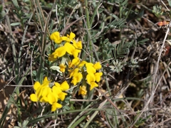 Hippocrepis comosa