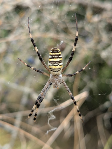 Wasp Spider