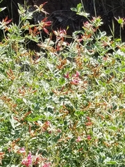 Acmispon grandiflorus grandiflorus