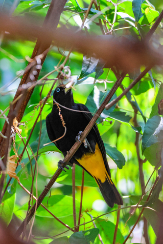 Yellow-rumped Cacique