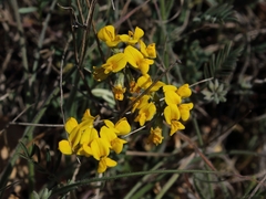 Hippocrepis comosa
