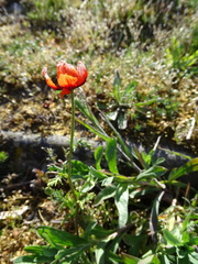 Papaver argemone