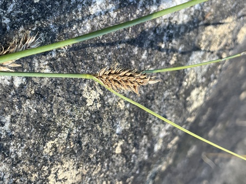 woolly-fruited sedge