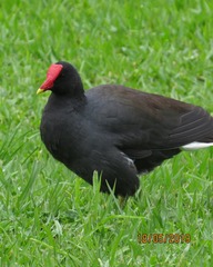 Gallinula galeata
