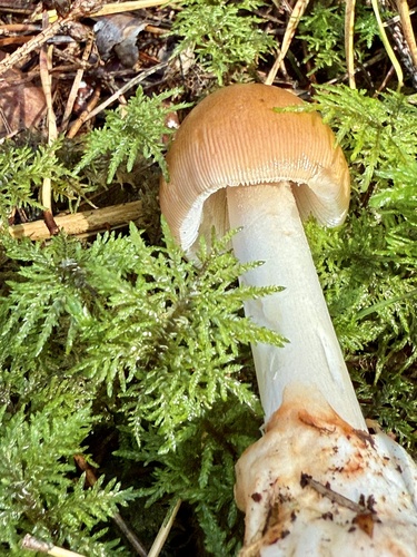 Tawny Grisette